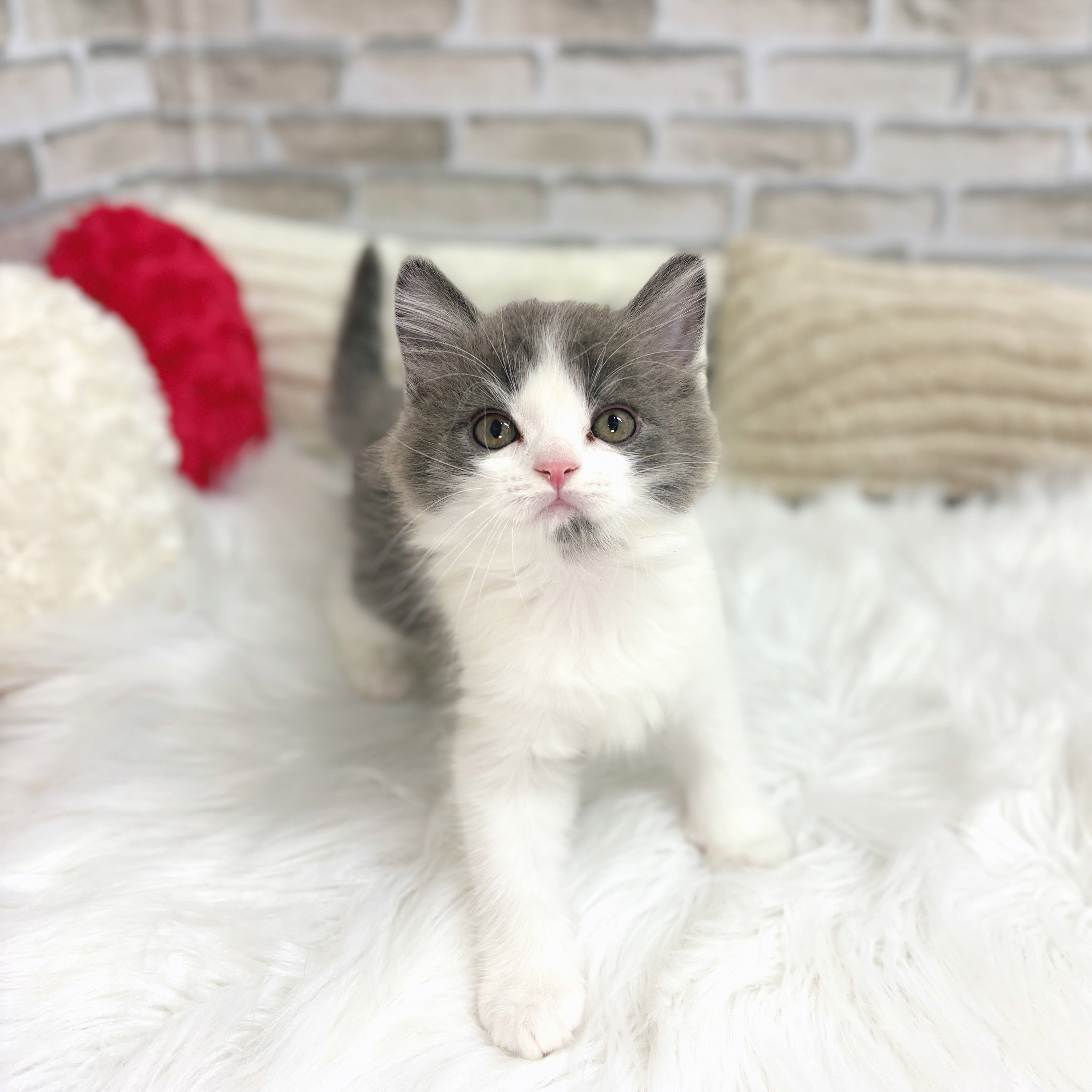神奈川県のスコティッシュフォールド (犬の家＆猫の里モザイクモール港北店/2025年8月8日生まれ/男の子/ブルーホワイト)の子猫の2枚目の画像