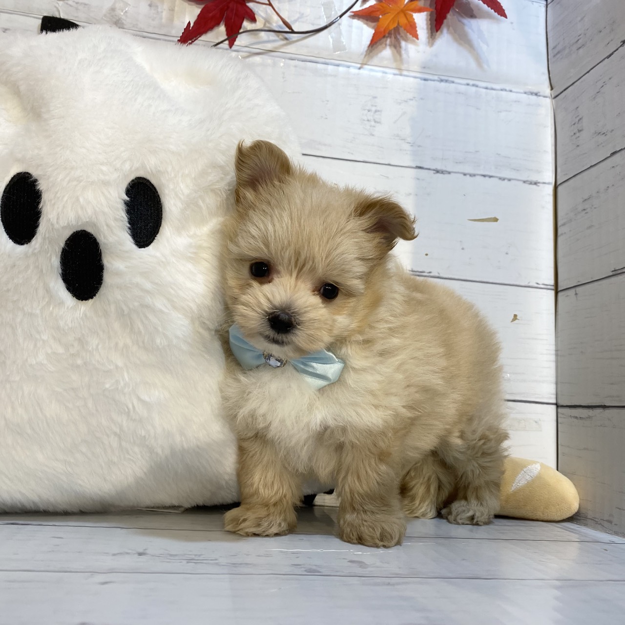 長野県のポメマル/マルポメ(ポメラニアン×マルチーズ) (犬の家＆猫の里カインズ梓川店/2025年8月12日生まれ/男の子/クリーム)の子犬の1枚目の画像