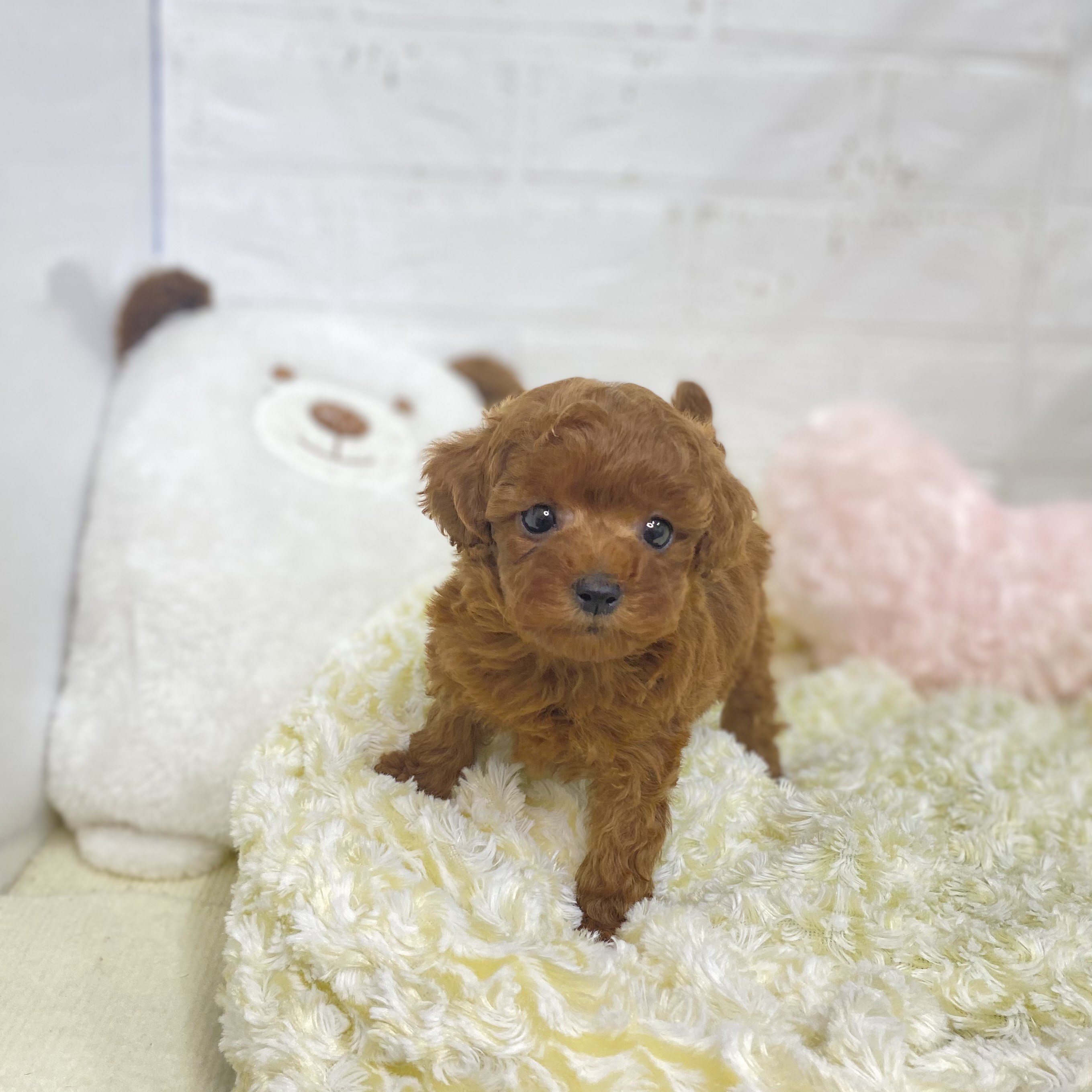 長野県のタイニープードル (犬の家&猫の里長野店/2025年8月12日生まれ/女の子/レッド)の子犬