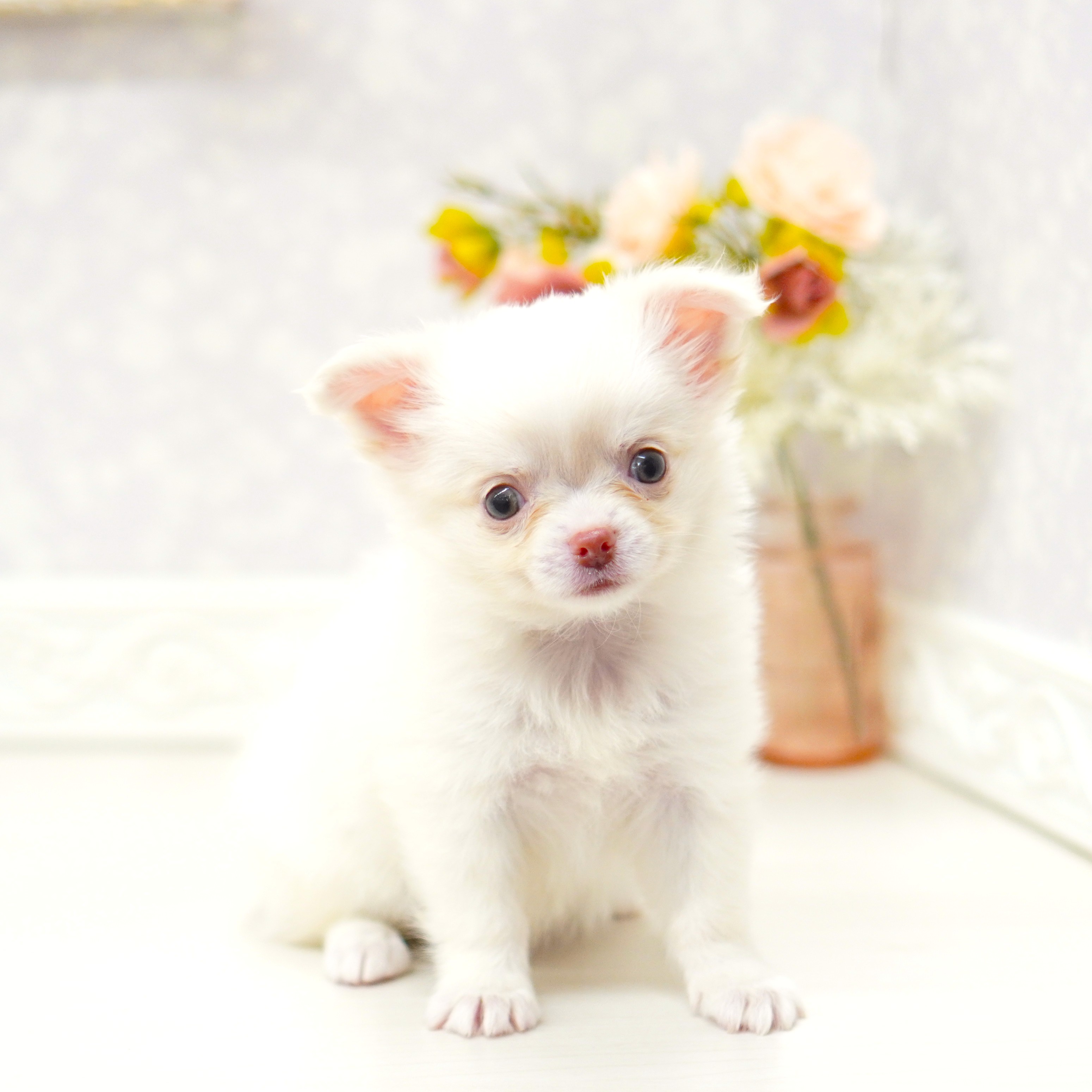 富山県のチワワ(ロング) (犬の家＆猫の里アミーゴ山室店/2025年8月12日生まれ/女の子/ホワイトクリーム)の子犬の1枚目の画像