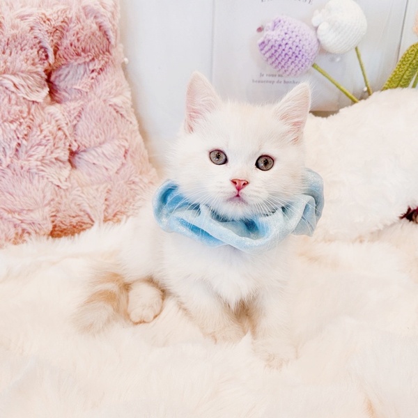 福井県のスコティッシュストレート (犬の家＆猫の里福井店/2025年8月12日生まれ/男の子/クリームタビーホワイト)の子猫の2枚目の画像