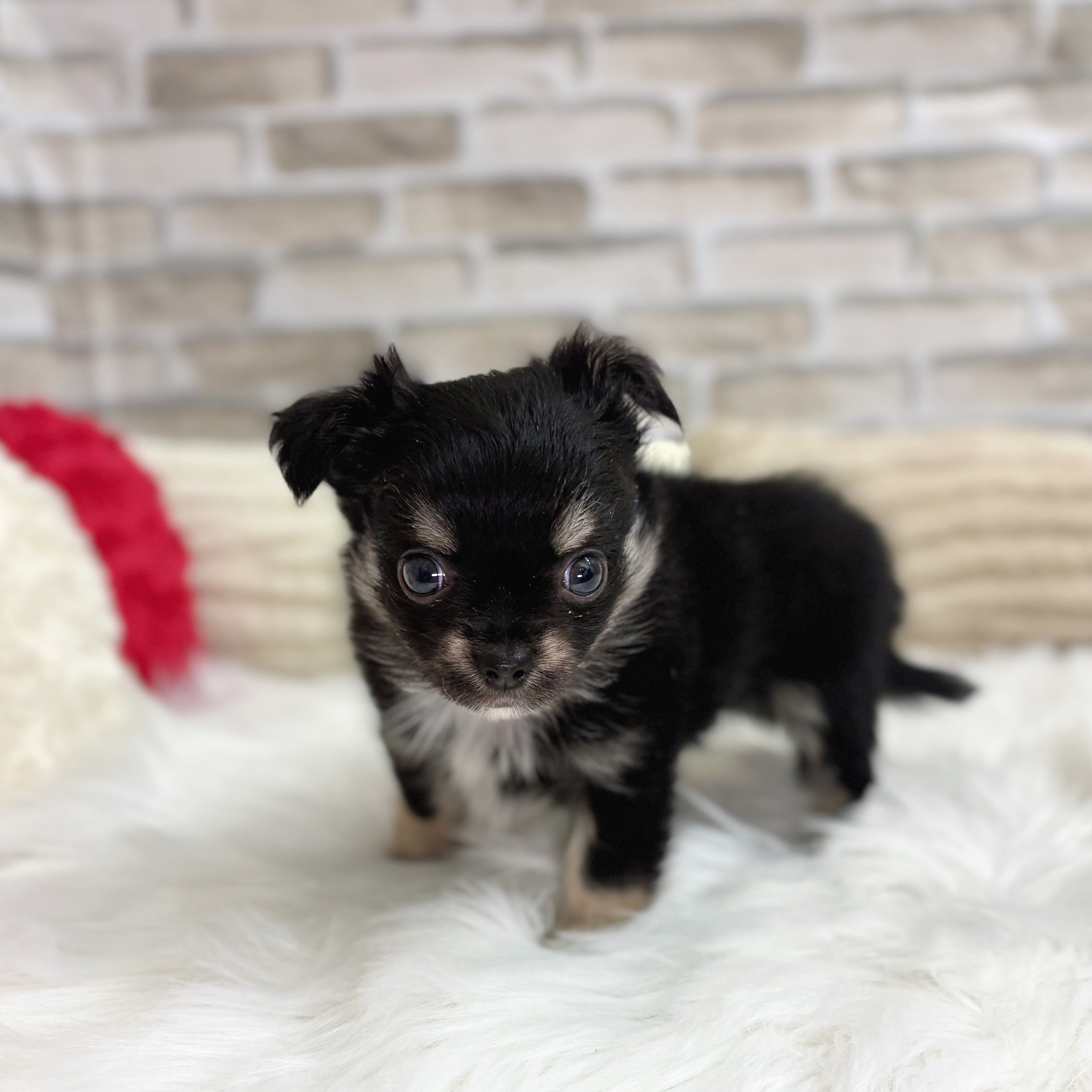 神奈川県のチワワ(ロング) (犬の家＆猫の里モザイクモール港北店/2025年8月10日生まれ/男の子/ブラックタンホワイト)の子犬の2枚目の画像