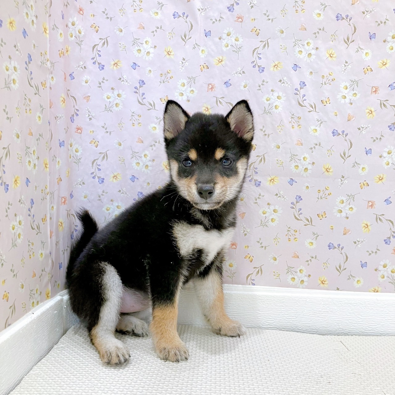 石川県の豆柴 (犬の家＆猫の里金沢店/2025年8月11日生まれ/女の子/黒)の子犬の2枚目の画像