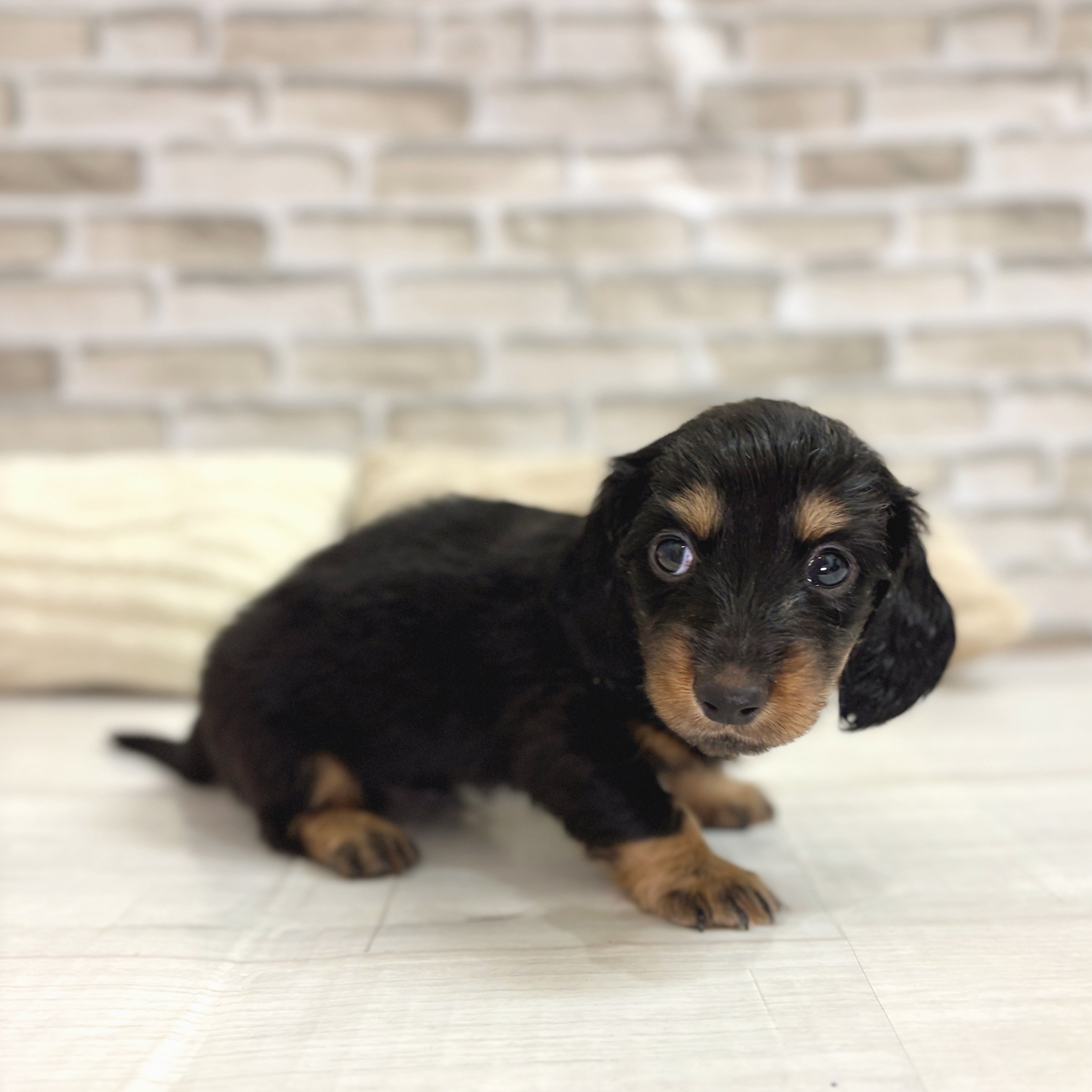 神奈川県のミニチュアダックスフンド(ロング) (犬の家＆猫の里モザイクモール港北店/2025年8月12日生まれ/男の子/ブラックタン)の子犬の2枚目の画像