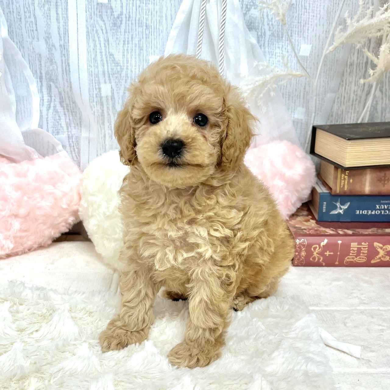 神奈川県のトイプードル(トイ) (犬の家＆猫の里相模原店/2025年8月11日生まれ/女の子/クリーム)の子犬の1枚目の画像