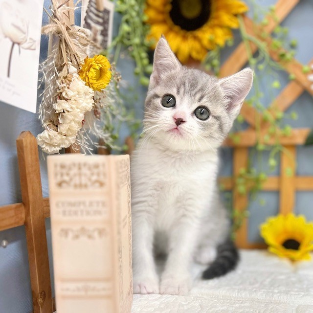 千葉県のスコティッシュフォールド (犬の家＆猫の里ワンズモール稲毛店/2025年8月12日生まれ/女の子/ブルータビーホワイト)の子猫の1枚目の画像