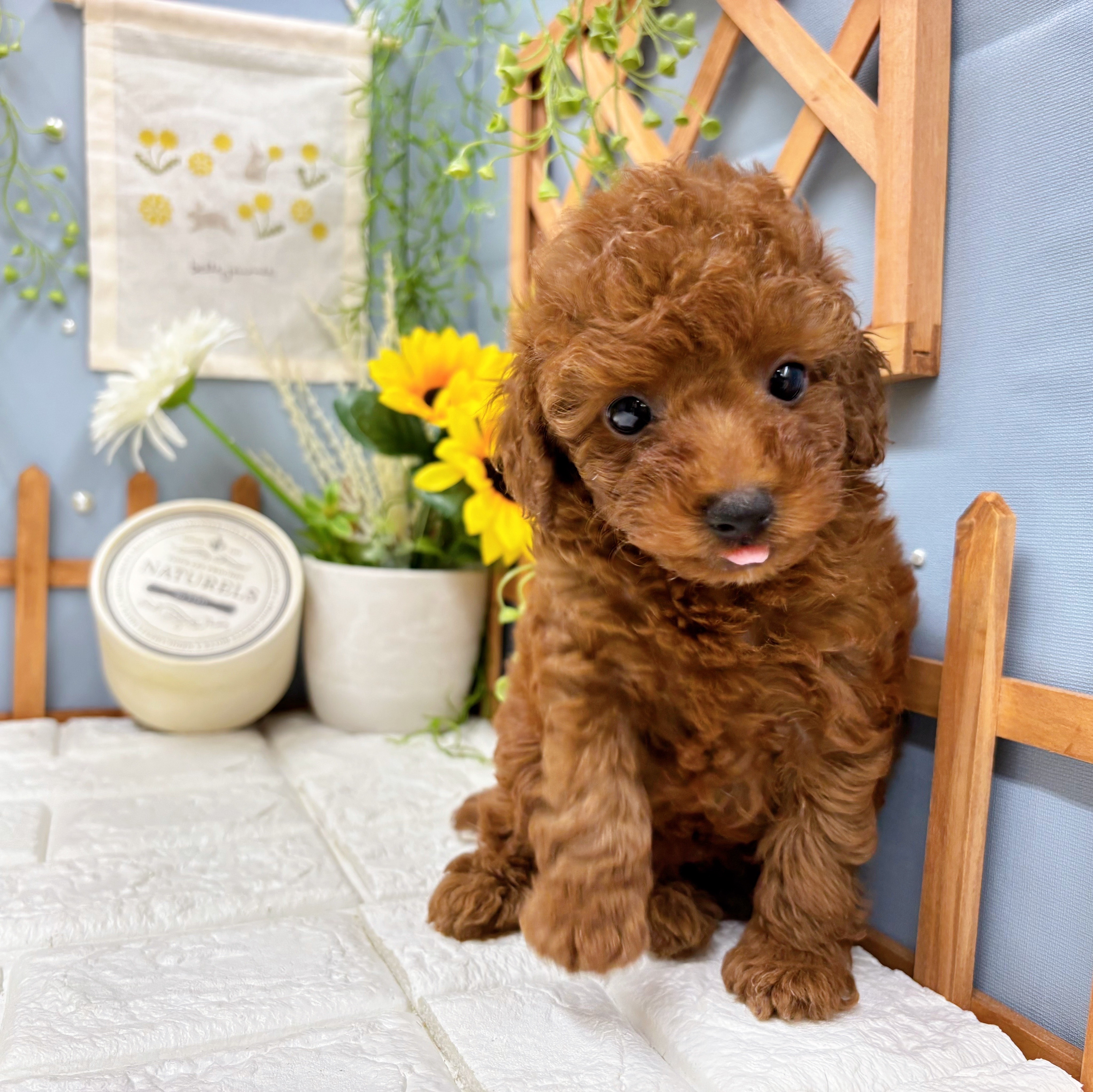千葉県のトイプードル(トイ) (犬の家＆猫の里ワンズモール稲毛店/2025年8月11日生まれ/女の子/レッド)の子犬の1枚目の画像