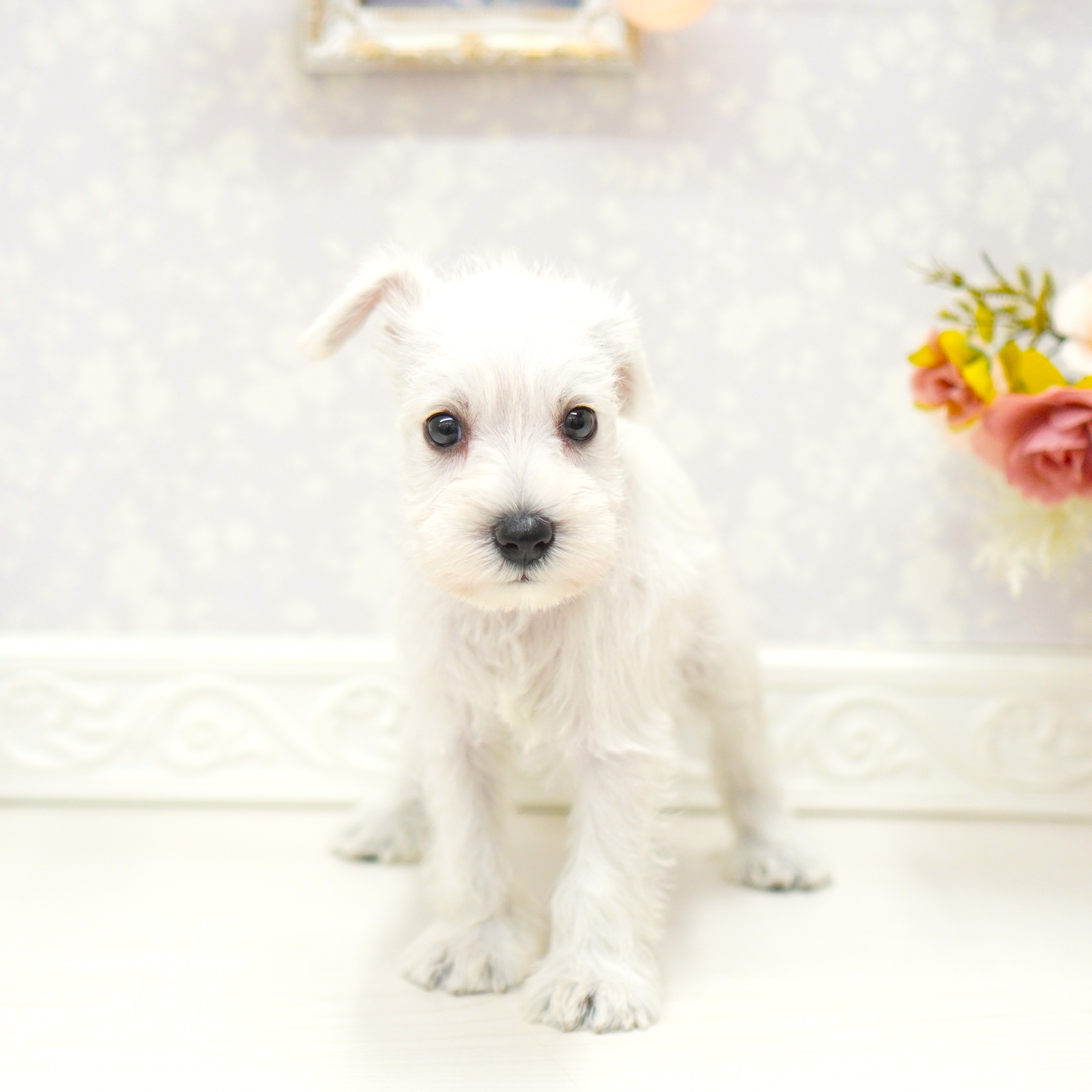富山県のミニチュアシュナウザー (犬の家＆猫の里アミーゴ山室店/2025年8月10日生まれ/女の子/ホワイト)の子犬の2枚目の画像
