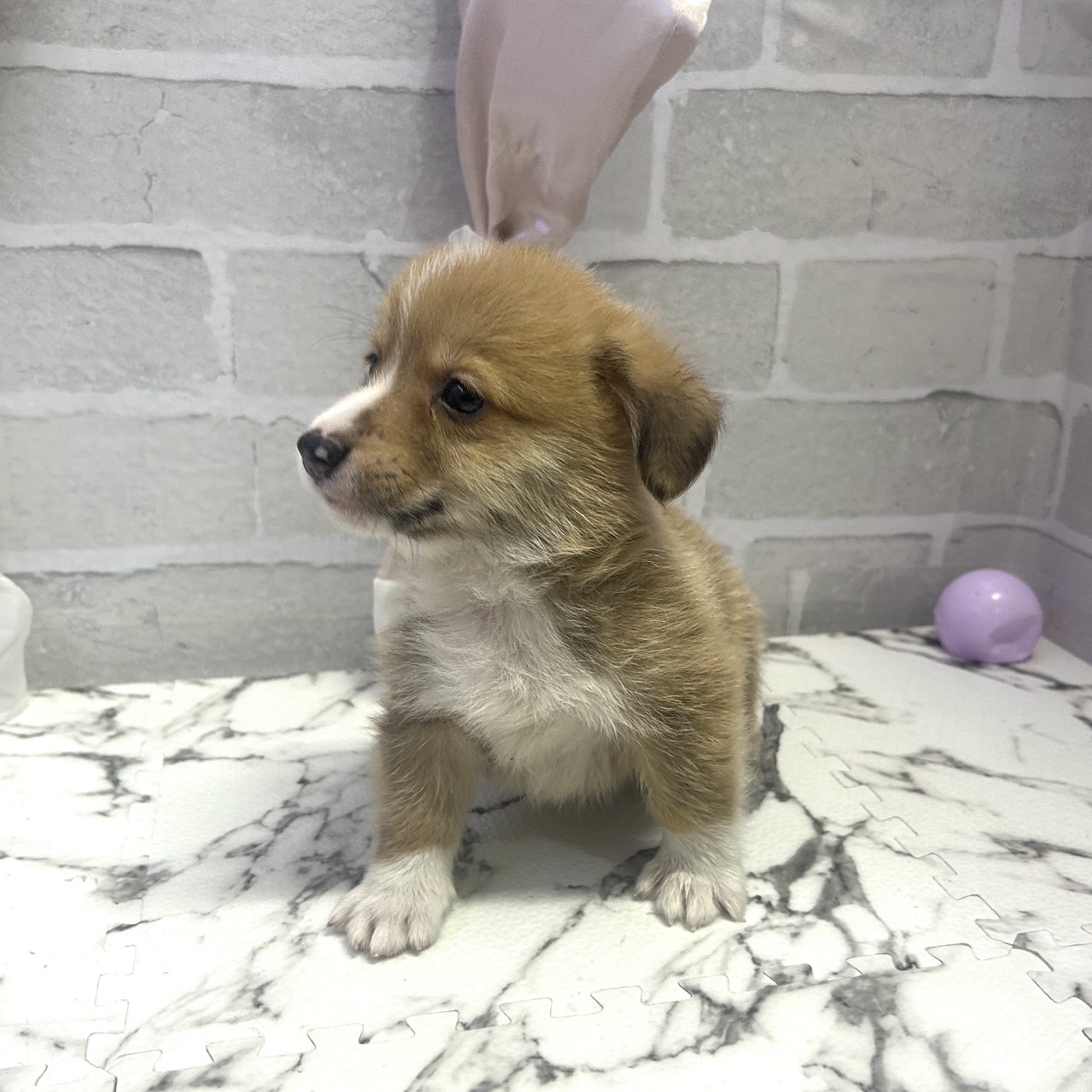 愛知県のウェルシュコーギーペンブローク (犬の家＆猫の里岡崎店/2025年8月10日生まれ/男の子/セーブルホワイト)の子犬の2枚目の画像