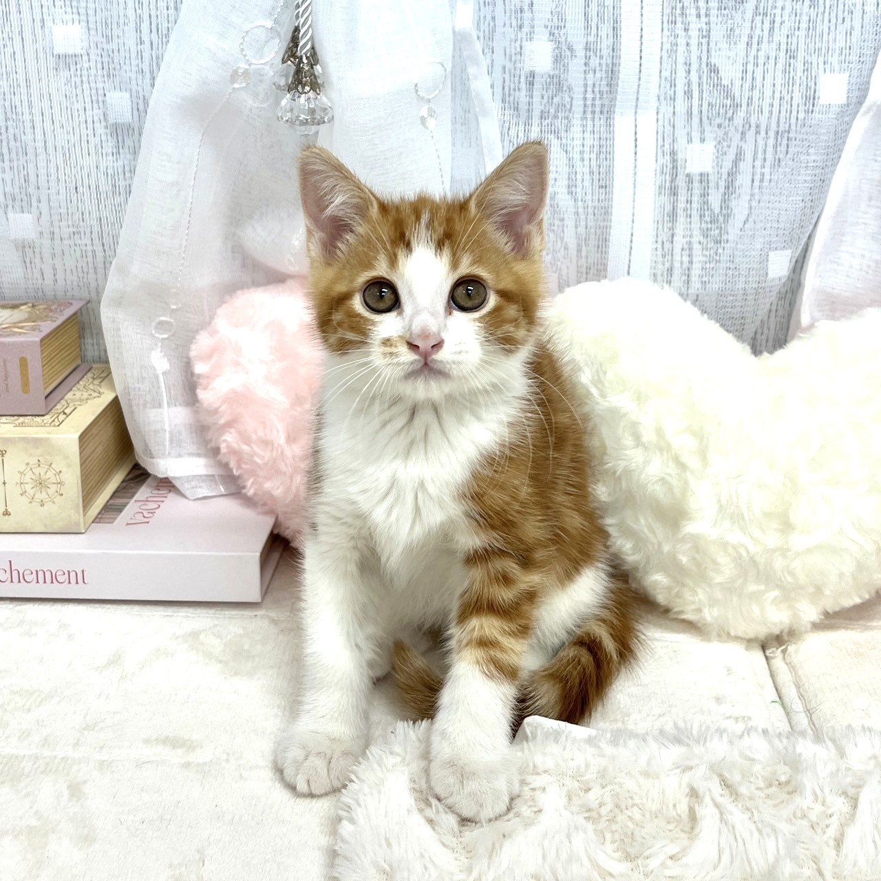 神奈川県のマンチカン (犬の家＆猫の里相模原店/2025年8月11日生まれ/男の子/レッドタビー)の子猫の1枚目の画像