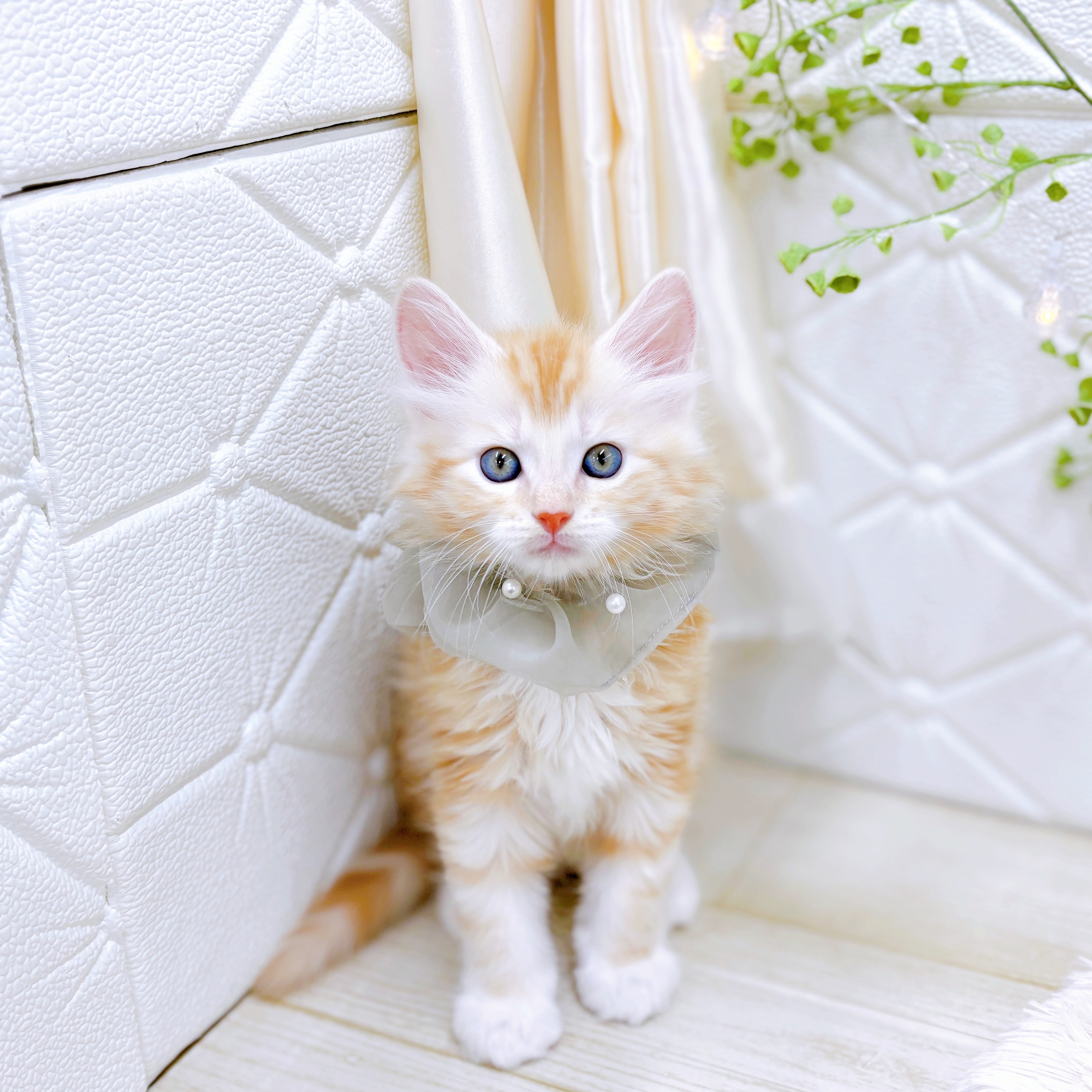 福井県のメインクーン (犬の家＆猫の里アミーゴ福井店/2025年8月12日生まれ/男の子/クリームタビー)の子猫の2枚目の画像