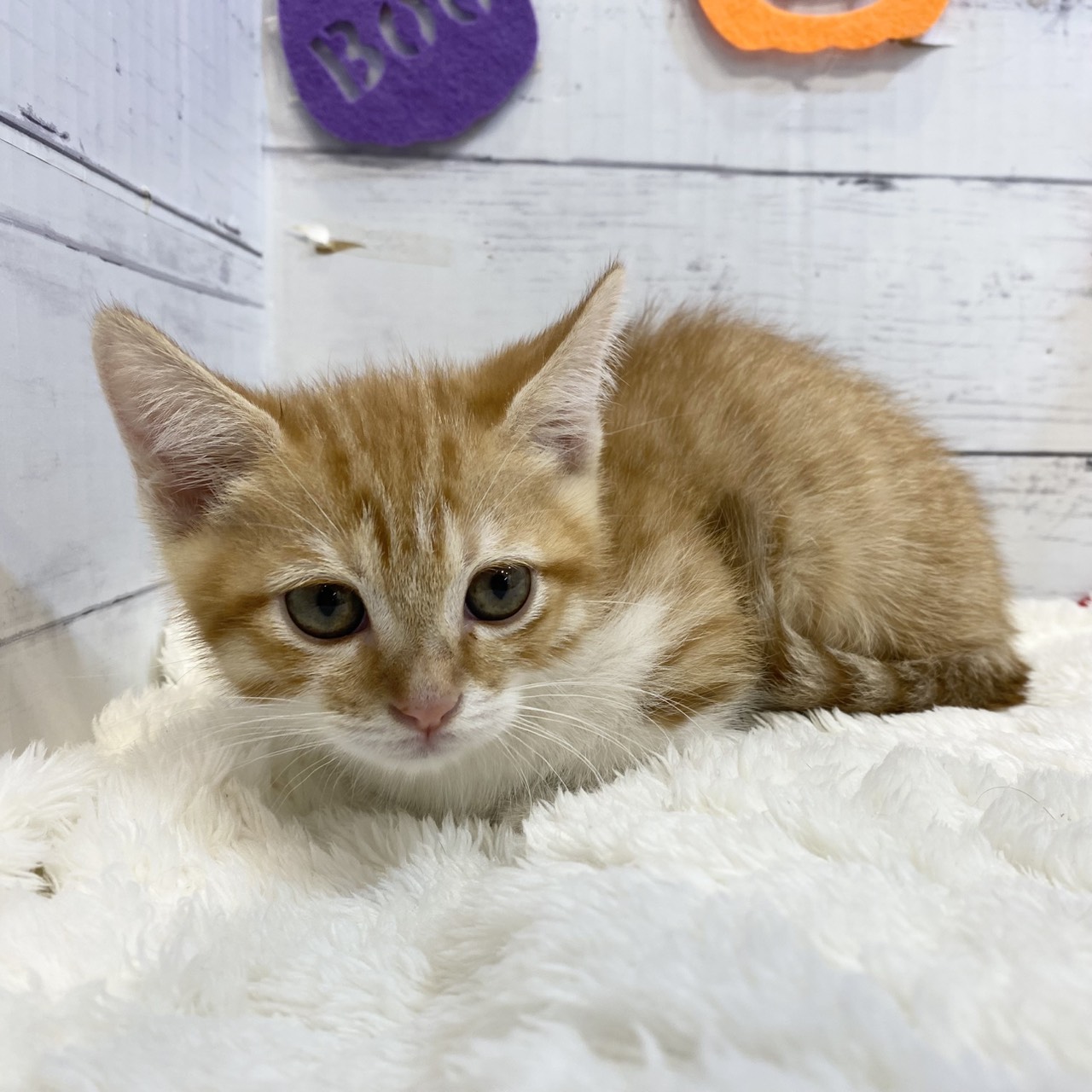 長野県のマンチカン (犬の家＆猫の里カインズ梓川店/2025年8月11日生まれ/男の子/レッドタビーホワイト)の子猫の2枚目の画像
