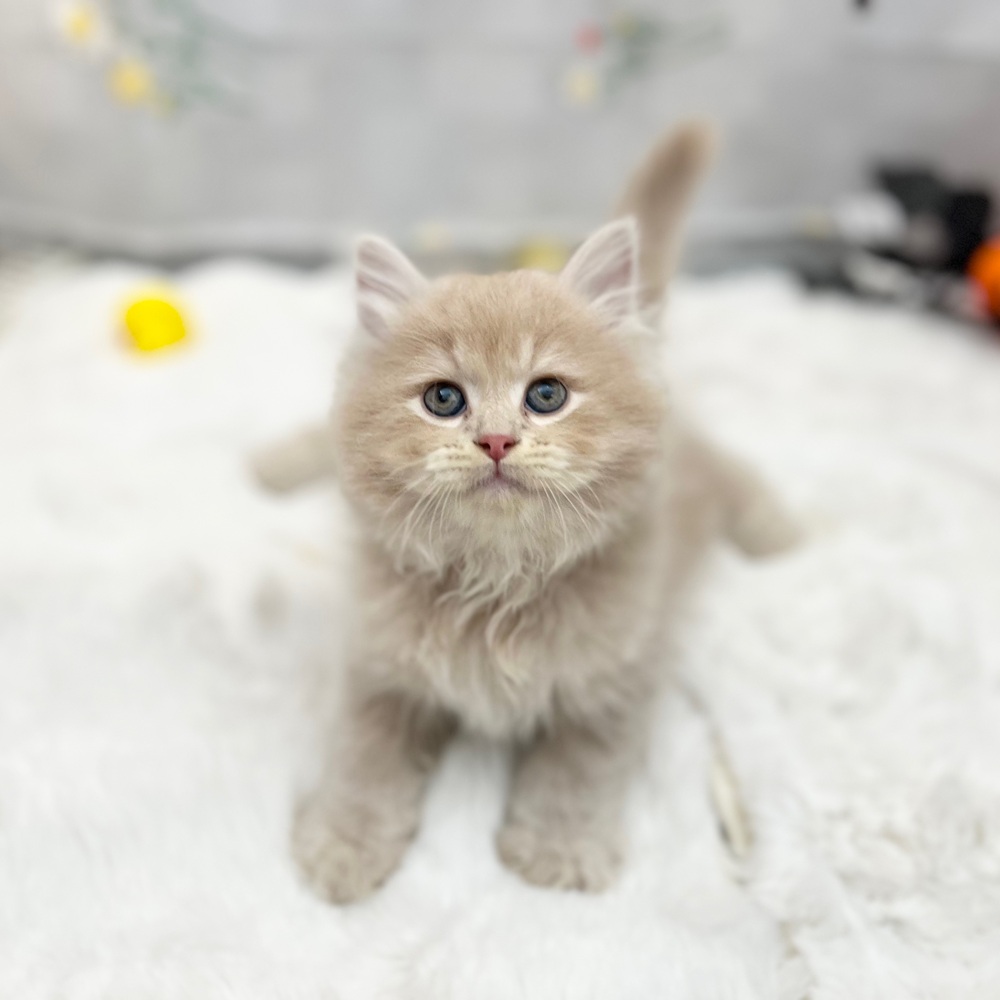 静岡県のサイベリアン (犬の家＆猫の里MEGAドン・キホーテ袋井店/2025年8月10日生まれ/男の子/クリームタビー)の子猫