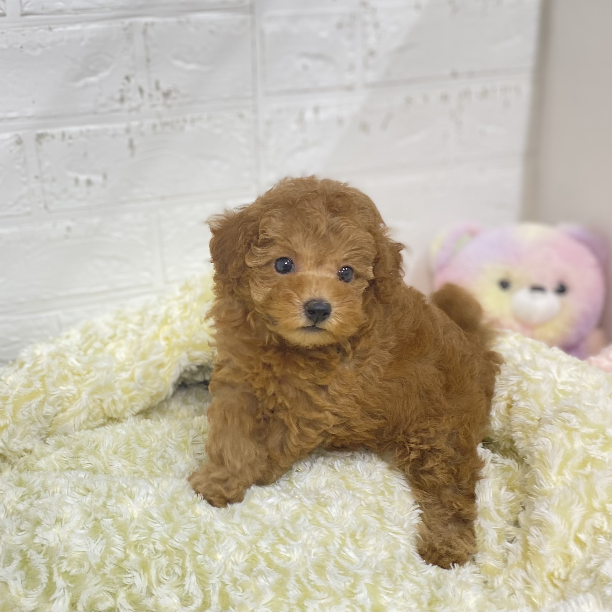 長野県のトイプードル(トイ) (犬の家＆猫の里長野店/2025年8月12日生まれ/女の子/オレンジフォーン)の子犬の2枚目の画像