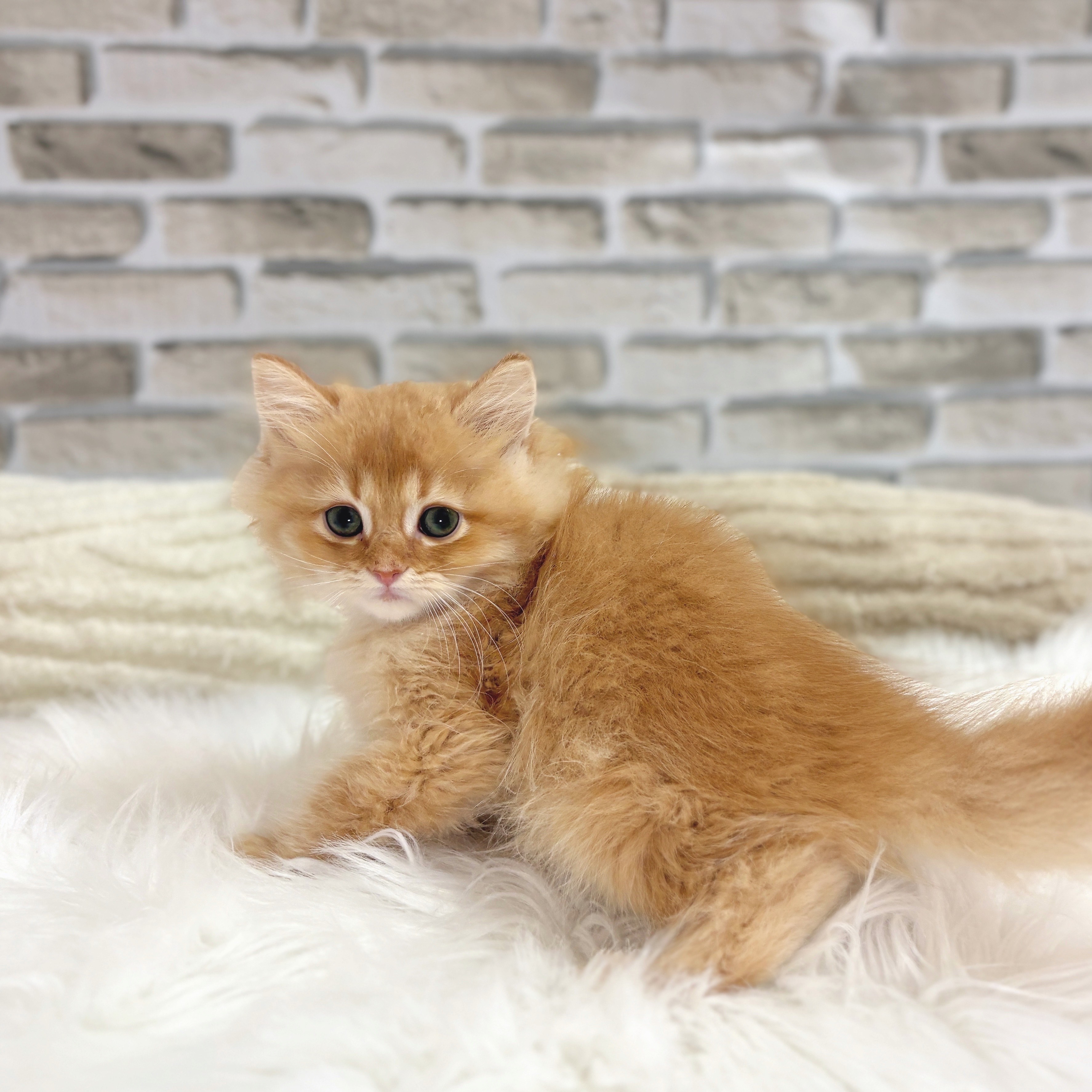 神奈川県のミヌエット (犬の家＆猫の里モザイクモール港北店/2025年8月9日生まれ/男の子/レッドタビー)の子猫の2枚目の画像