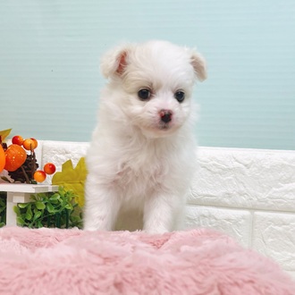 静岡県のポメビション(ポメラニアン×ビションフリーゼ) (犬の家＆猫の里マークイズ静岡店/2025年8月11日生まれ/男の子/クリームホワイト)の子犬の2枚目の画像