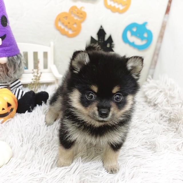 静岡県のポメ柴/豆ポメ/ポメ豆柴(ポメラニアン×柴犬) (犬の家＆猫の里藤枝店/2025年8月6日生まれ/女の子/黒)の子犬の2枚目の画像