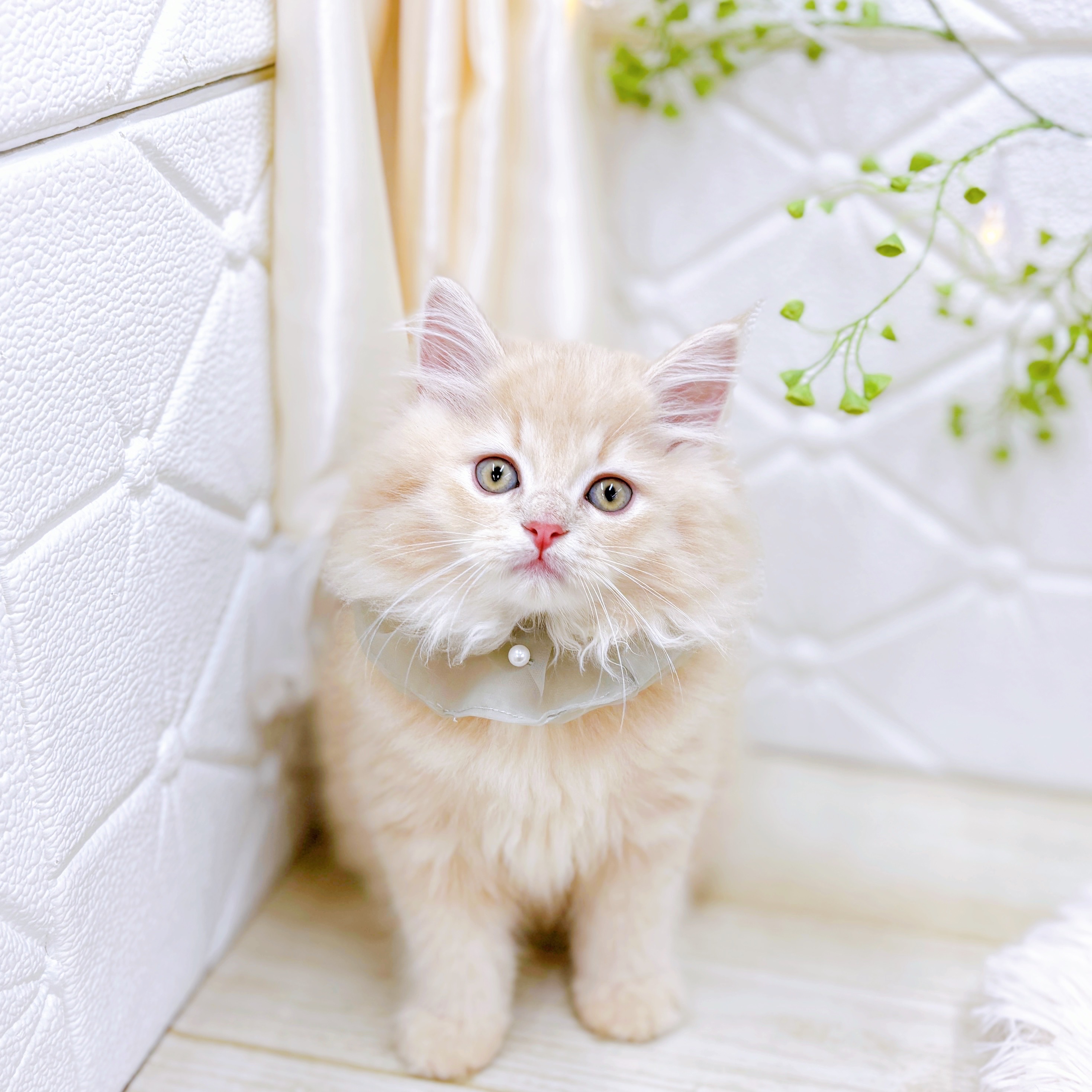 福井県のマンチカン (犬の家＆猫の里アミーゴ福井店/2025年8月12日生まれ/男の子/クリームタビー)の子猫