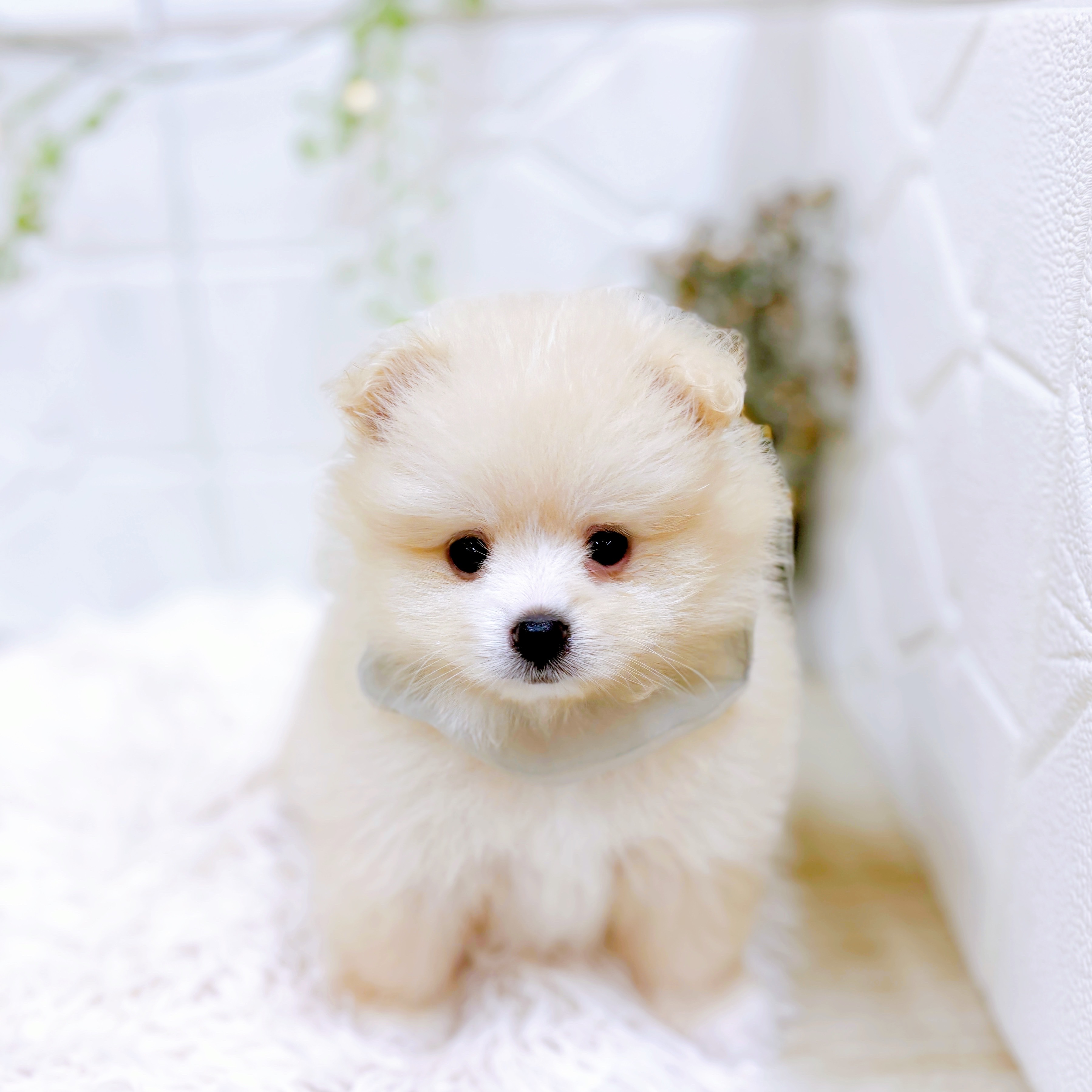 福井県のポメラニアン (犬の家＆猫の里アミーゴ福井店/2025年8月12日生まれ/男の子/クリーム)の子犬