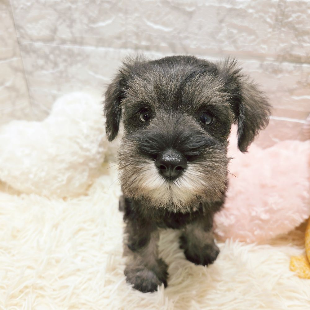 愛知県のミニチュアシュナウザー (犬の家＆猫の里MiO香久山店/2025年8月10日生まれ/女の子/ソルトペッパー)の子犬の2枚目の画像