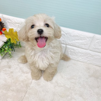 静岡県のマルプー(マルチーズ×プードル) (犬の家＆猫の里マークイズ静岡店/2025年8月11日生まれ/男の子/クリーム)の子犬の1枚目の画像