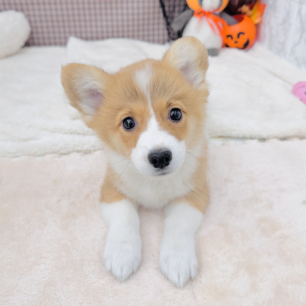 愛知県のウェルシュコーギーペンブローク (犬の家&猫の里エアポートウォーク店/2025年8月6日生まれ/男の子/セーブルホワイト)の子犬