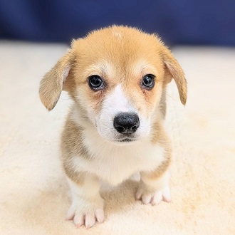 愛知県のウェルシュコーギーペンブローク (犬の家＆猫の里一宮店/2025年8月12日生まれ/男の子/レッドホワイト)の子犬の2枚目の画像