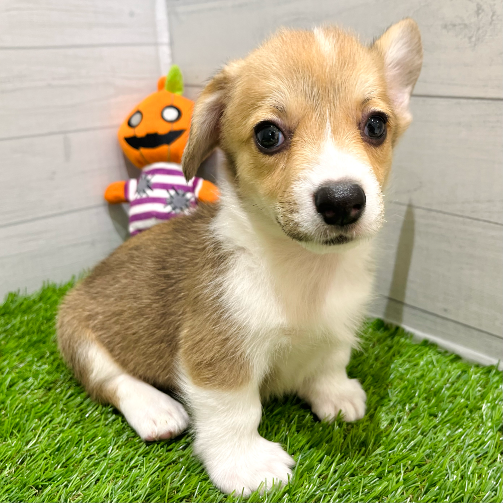 愛知県のウェルシュコーギーペンブローク (犬の家＆猫の里豊田店/2025年8月12日生まれ/男の子/レッドホワイト)の子犬の2枚目の画像