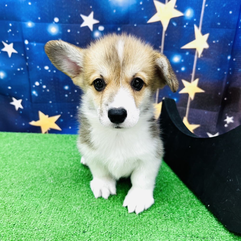 愛知県のウェルシュコーギーペンブローク (犬の家＆猫の里名古屋天白店/2025年8月12日生まれ/男の子/レッドホワイト)の子犬の2枚目の画像