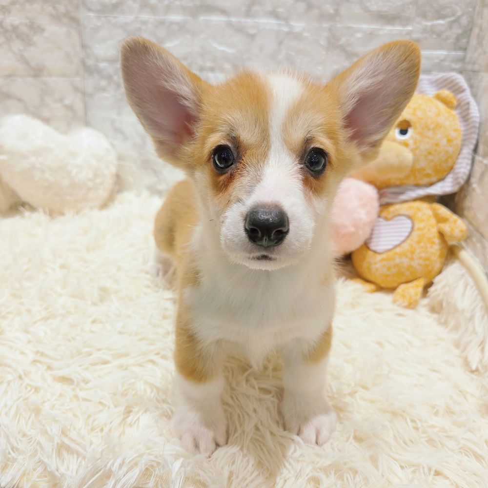 愛知県のウェルシュコーギーペンブローク (犬の家＆猫の里MiO香久山店/2025年8月12日生まれ/女の子/レッドホワイト)の子犬の2枚目の画像