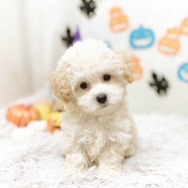 静岡県のビションプー(ビションフリーゼ×プードル) (犬の家＆猫の里藤枝店/2025年8月18日生まれ/男の子/クリーム)の子犬の1枚目の画像