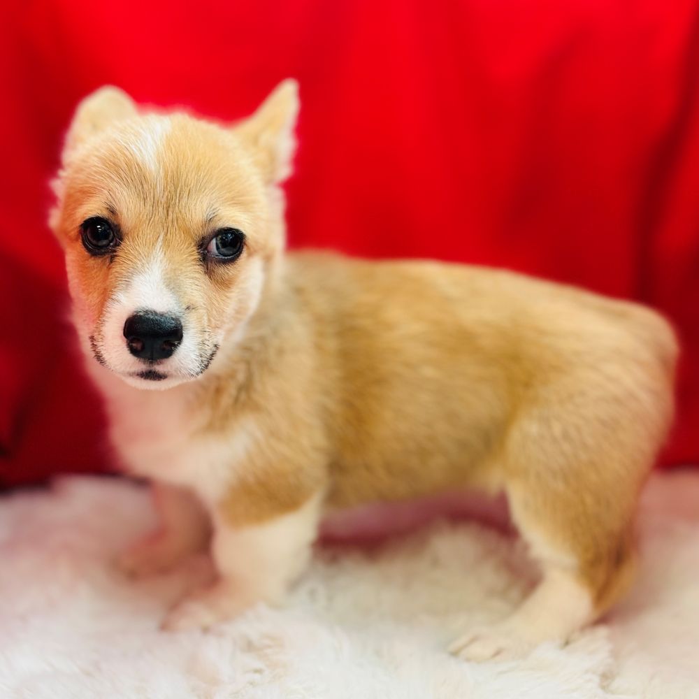 愛知県のウェルシュコーギーペンブローク (犬の家＆猫の里愛知刈谷店/2025年8月12日生まれ/女の子/レッドホワイト)の子犬の2枚目の画像