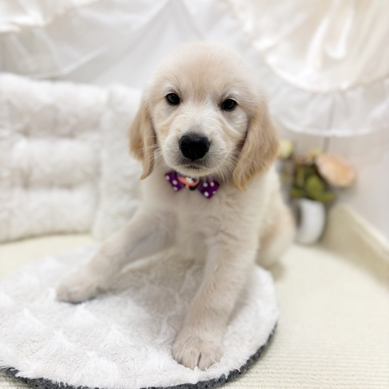 岐阜県のゴールデンレトリバー (犬の家＆猫の里カラフルタウン岐阜店/2025年8月13日生まれ/女の子/ゴールデン)の子犬