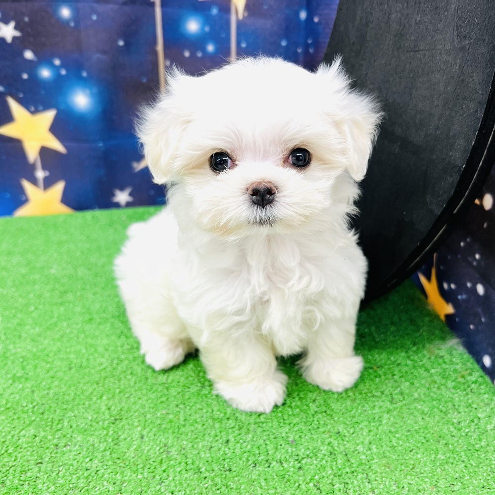愛知県のマルチーズ (犬の家&猫の里名古屋天白店/2025年8月11日生まれ/女の子/ホワイト)の子犬