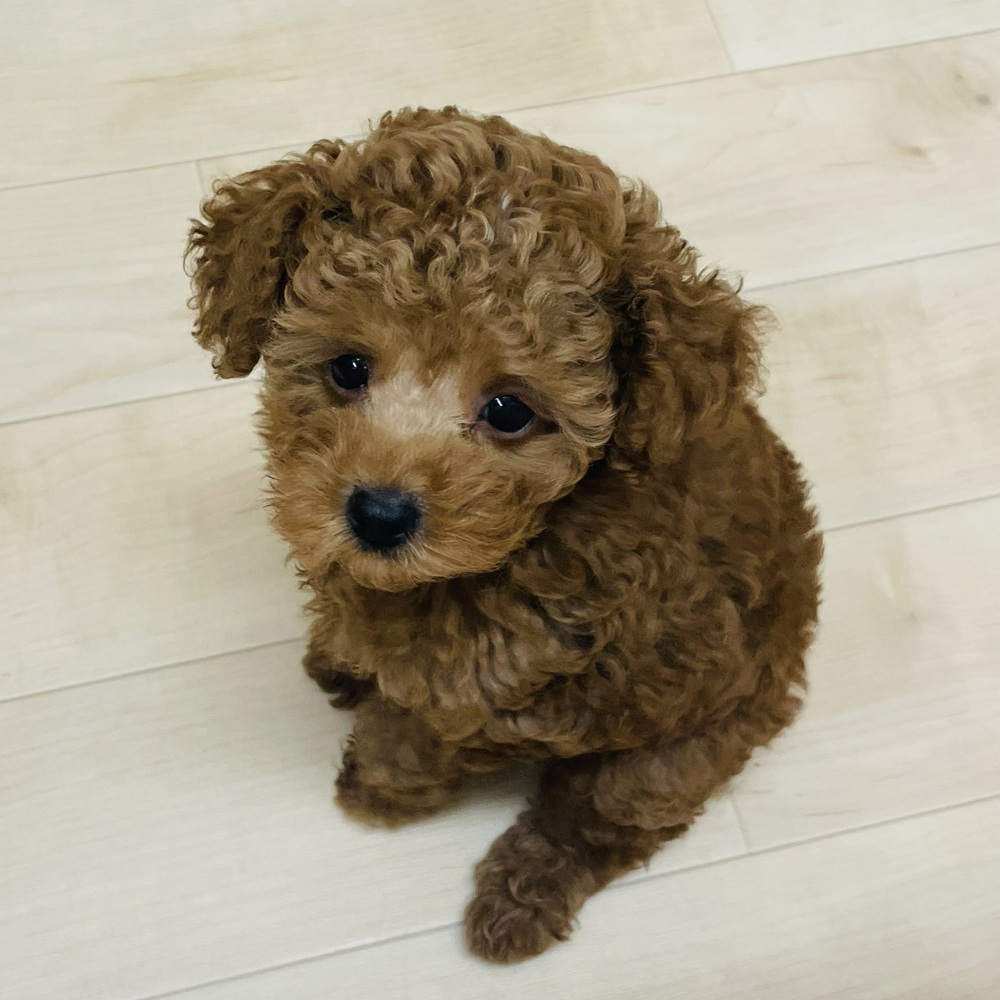 愛知県のトイプードル(トイ) (犬の家＆猫の里七宝店/2025年8月13日生まれ/男の子/レッド)の子犬の1枚目の画像