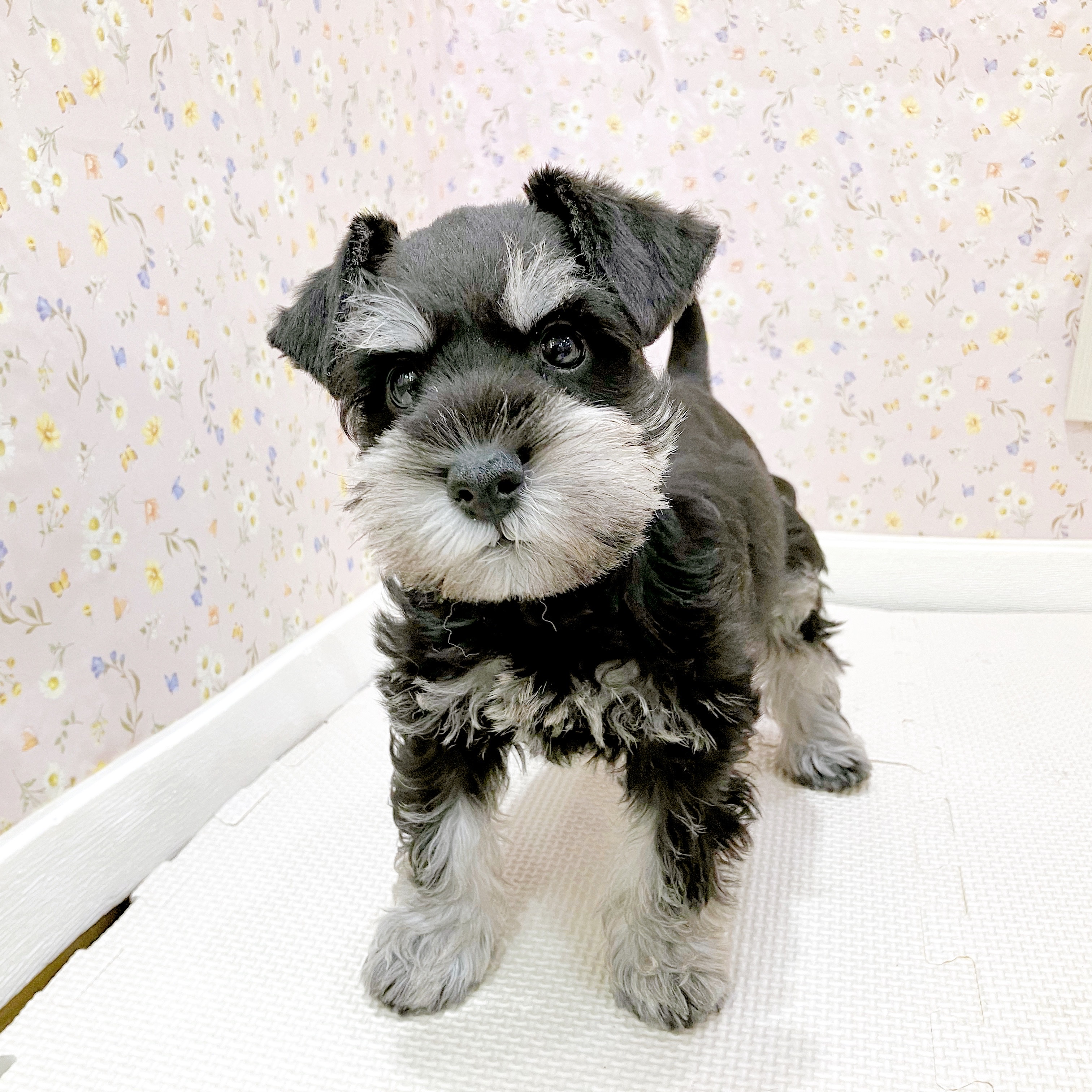 石川県のミニチュアシュナウザー (犬の家＆猫の里金沢店/2025年8月11日生まれ/女の子/ブラックシルバー)の子犬の2枚目の画像