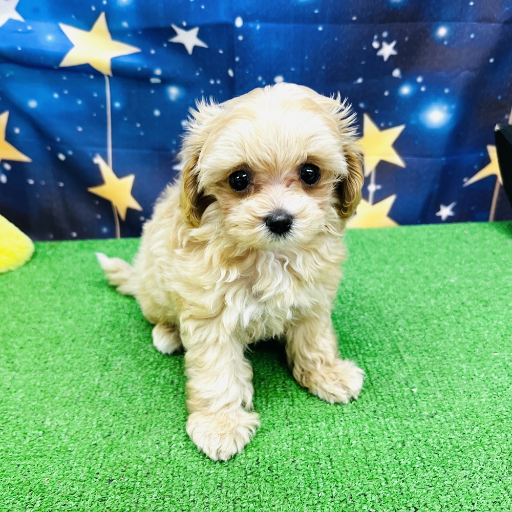 愛知県のマルプー(マルチーズ×プードル) (犬の家＆猫の里名古屋天白店/2025年8月12日生まれ/女の子/アプリコット)の子犬の2枚目の画像