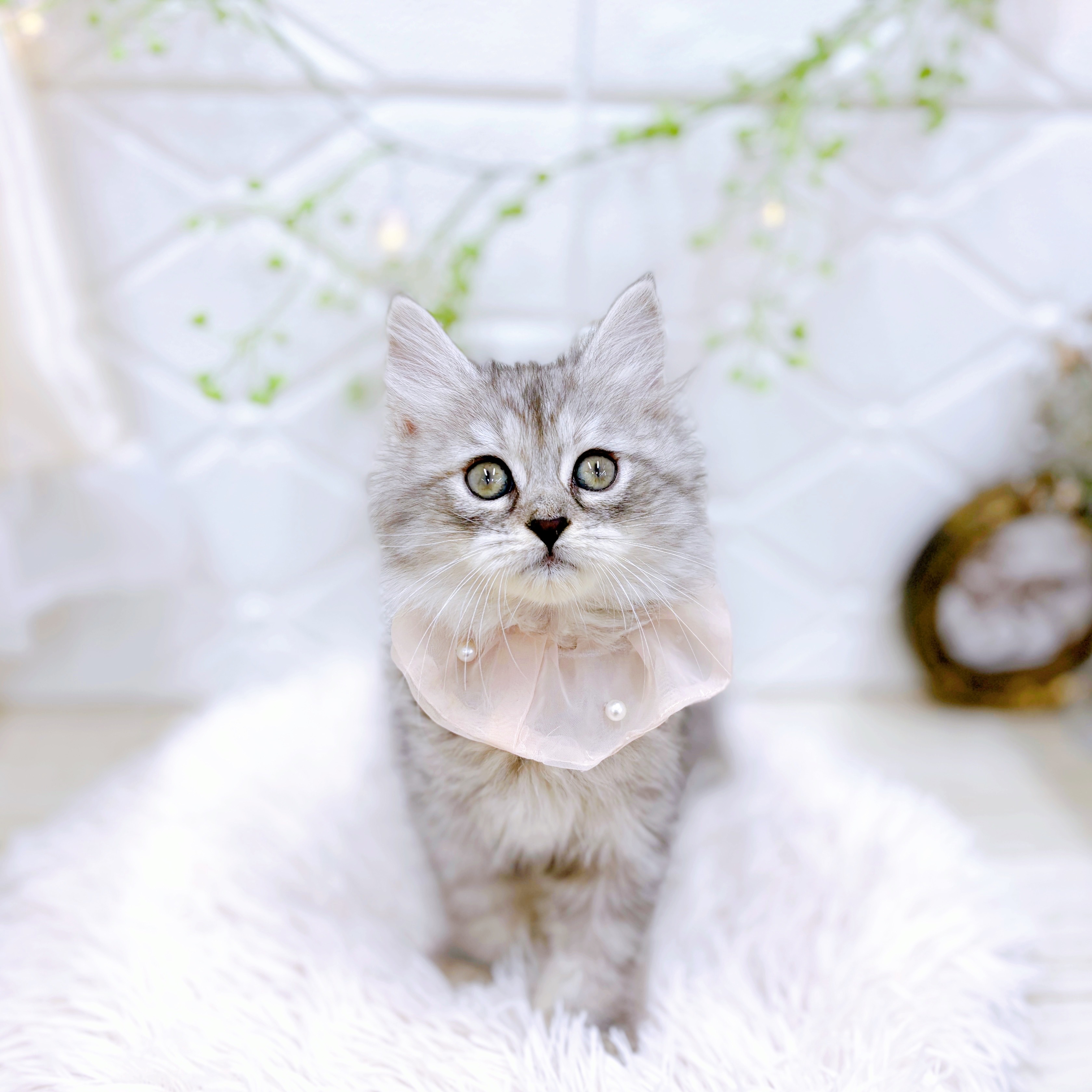 福井県のサイベリアン (犬の家＆猫の里アミーゴ福井店/2025年8月8日生まれ/女の子/シルバーパッチドタビーホワイト)の子猫の2枚目の画像