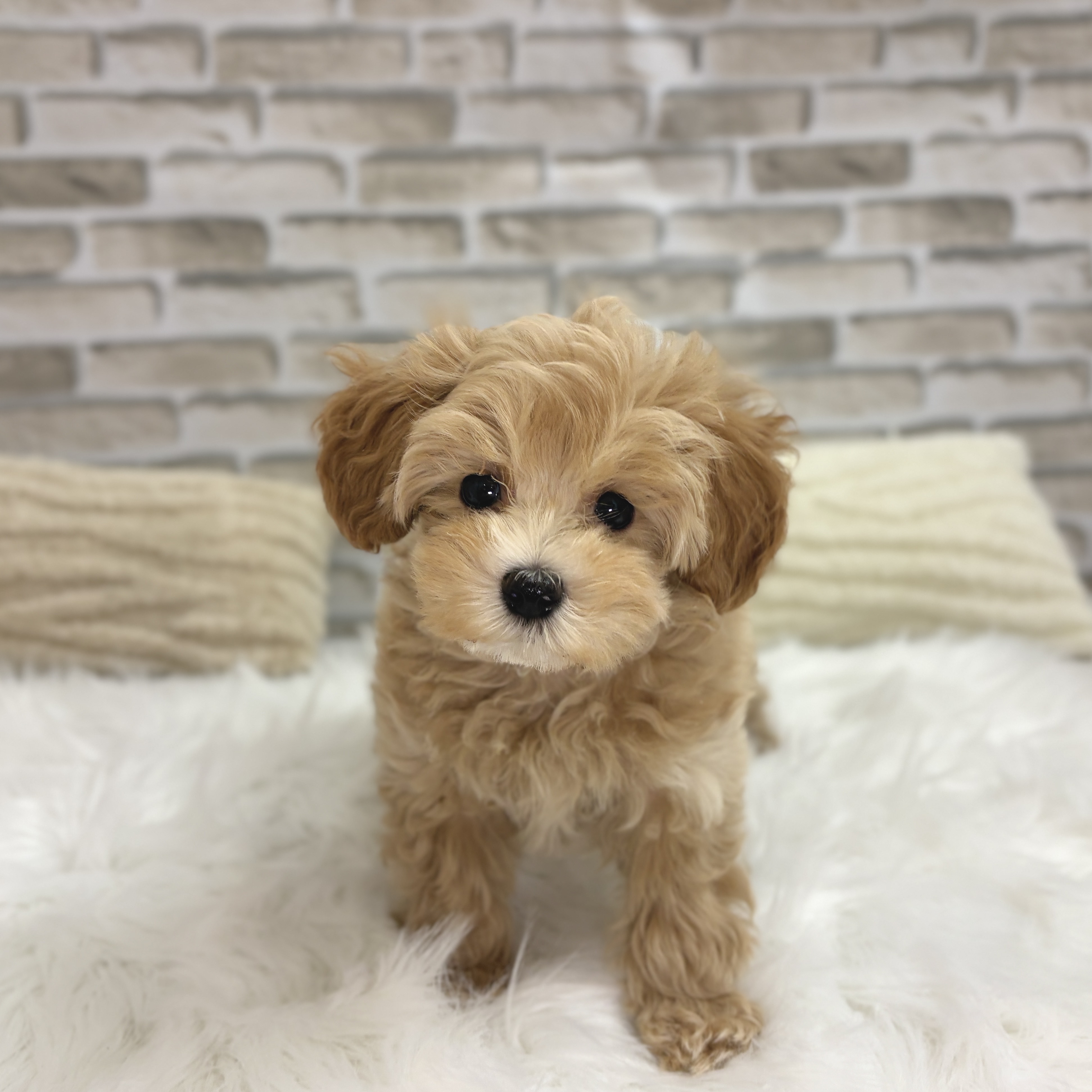 神奈川県のマルプー(マルチーズ×プードル) (犬の家＆猫の里モザイクモール港北店/2025年9月7日生まれ/男の子/アプリコット)の子犬の2枚目の画像