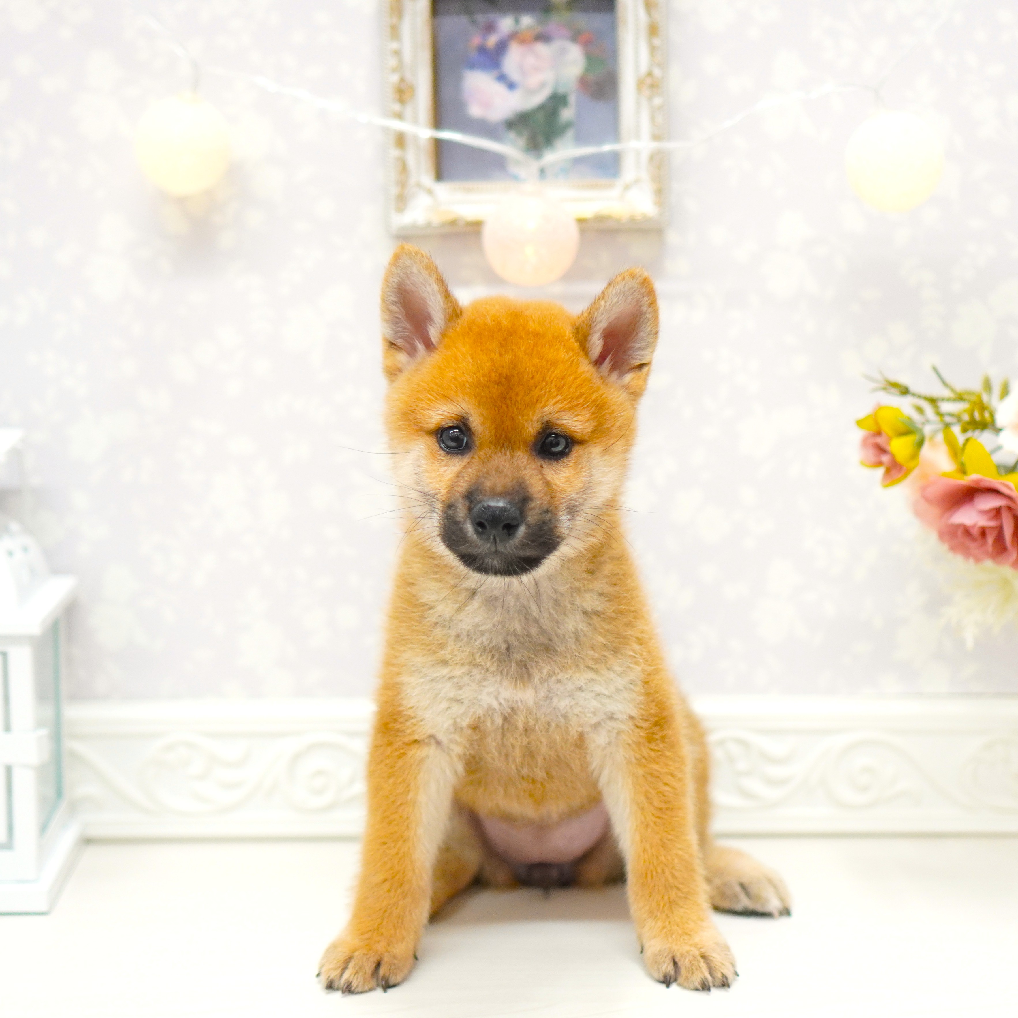 富山県の柴犬(標準サイズ) (犬の家＆猫の里アミーゴ山室店/2025年8月12日生まれ/女の子/赤)の子犬