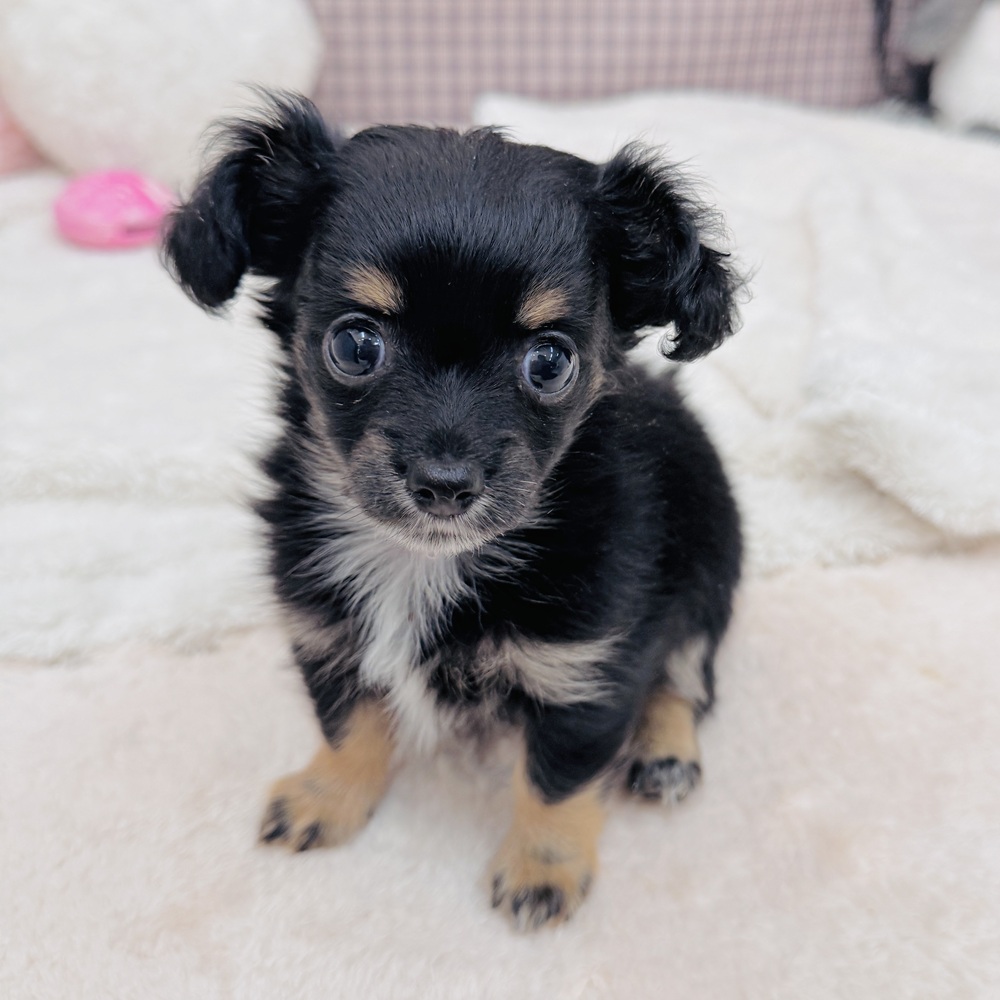 愛知県のチワックス(チワワ×ダックス) (犬の家＆猫の里エアポートウォーク店/2025年8月12日生まれ/女の子/ブラックタン)の子犬の1枚目の画像