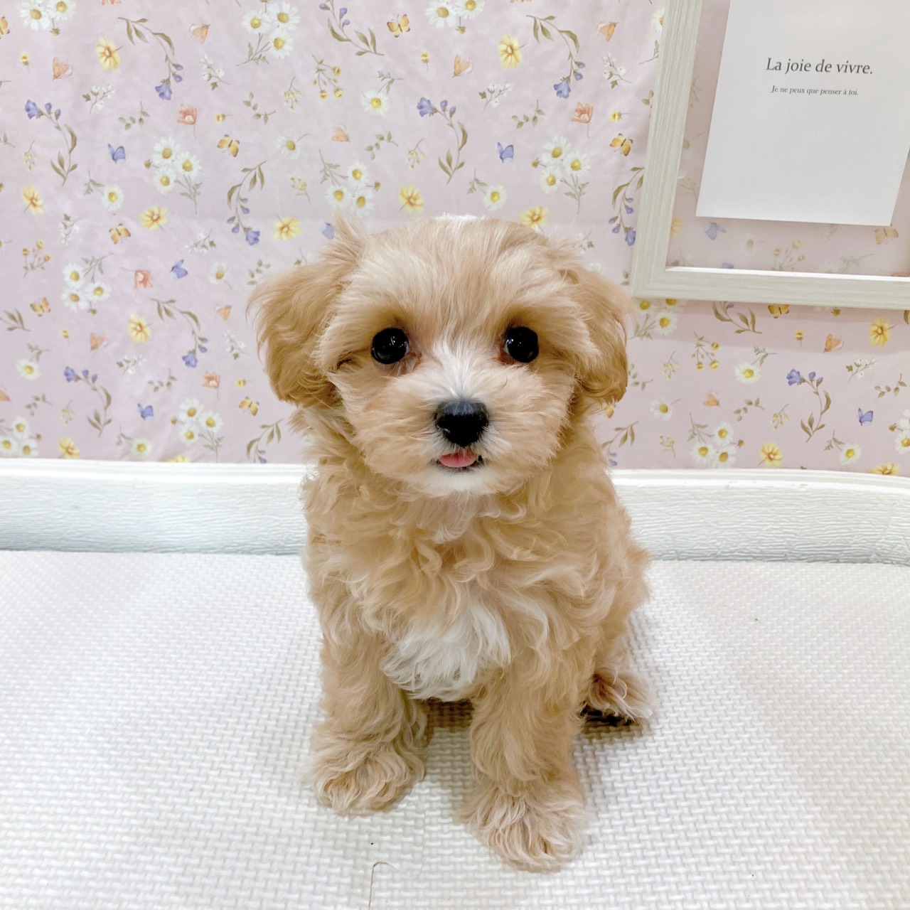 石川県のマルプー(マルチーズ×プードル) (犬の家＆猫の里金沢店/2025年8月11日生まれ/女の子/アプリコット)の子犬の1枚目の画像