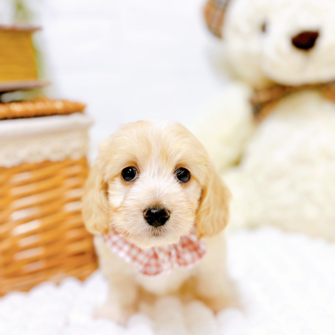 滋賀県のマルックス(マルチーズ×ダックス) (犬の家＆猫の里近江八幡店/2025年8月12日生まれ/女の子/クリームホワイト)の子犬の1枚目の画像