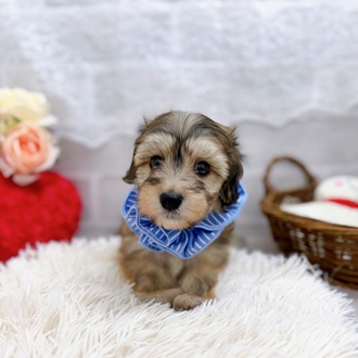 滋賀県のマルックス(マルチーズ×ダックス) (犬の家＆猫の里長浜店/2025年8月12日生まれ/男の子/フォーン)の子犬の2枚目の画像