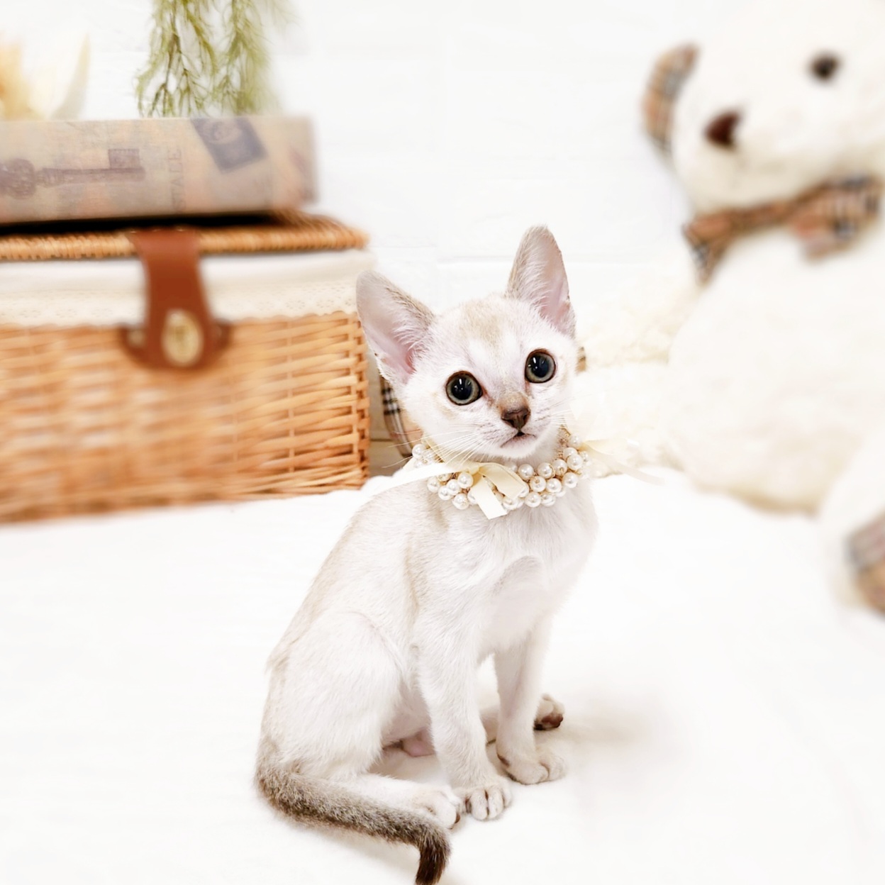滋賀県のシンガプーラ (犬の家＆猫の里近江八幡店/2025年8月2日生まれ/女の子/セピアアグーティ)の子猫の1枚目の画像