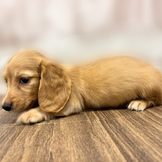 兵庫県のミニチュアダックスフンド(ロング) (犬の家＆猫の里カナート西神戸店/2025年8月14日生まれ/女の子/レッド)の子犬の2枚目の画像