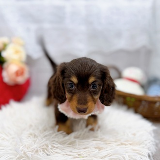 滋賀県のミニチュアダックスフンド(ロング) (犬の家＆猫の里長浜店/2025年8月13日生まれ/女の子/ブラウンタン)の子犬の2枚目の画像