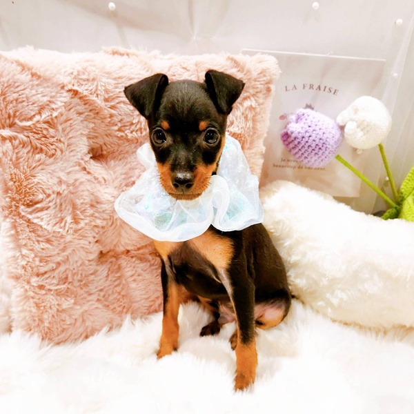 福井県のミニチュアピンシャー (犬の家＆猫の里福井店/2025年8月13日生まれ/男の子/ブラックタン)の子犬の1枚目の画像