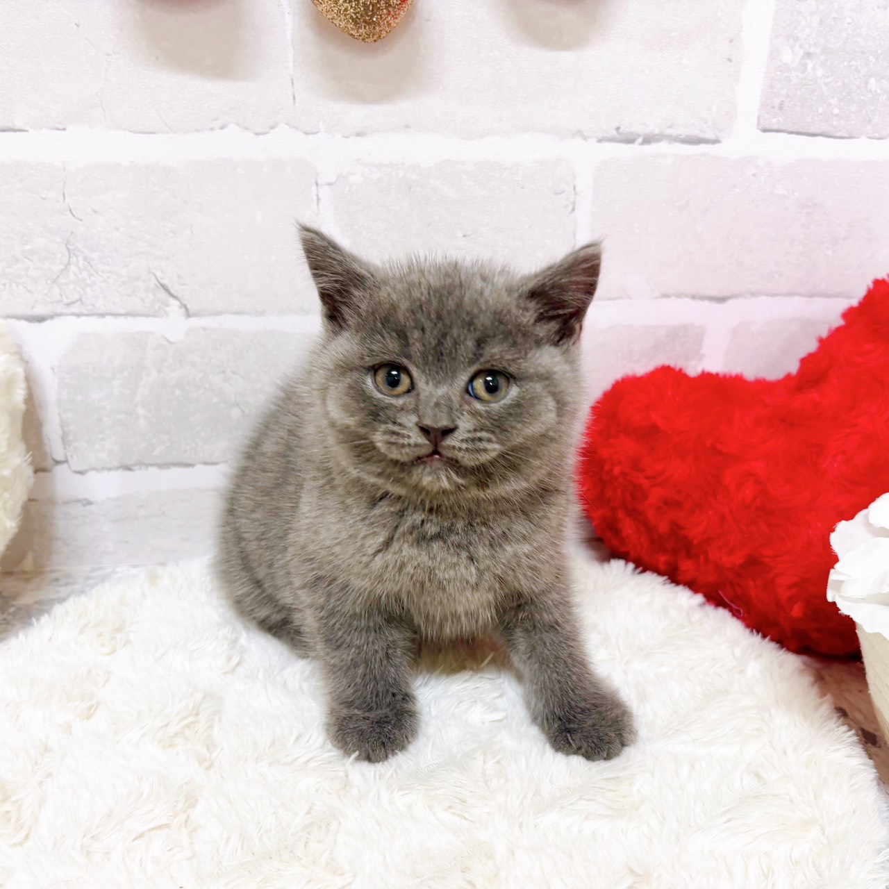 京都府のブリティッシュショートヘアー (犬の家＆猫の里京都精華店/2025年8月13日生まれ/男の子/ブルー)の子猫の2枚目の画像