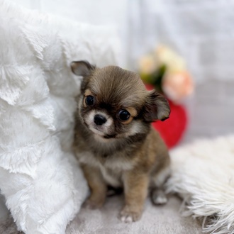 滋賀県のチワワ(ロング) (犬の家＆猫の里長浜店/2025年8月13日生まれ/男の子/レッド)の子犬の2枚目の画像